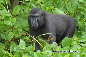 Makake im Tangkoko Nationalpark