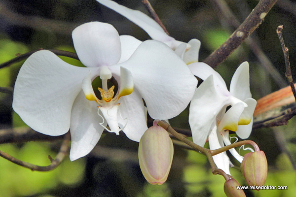 Orchidee Sulawesi