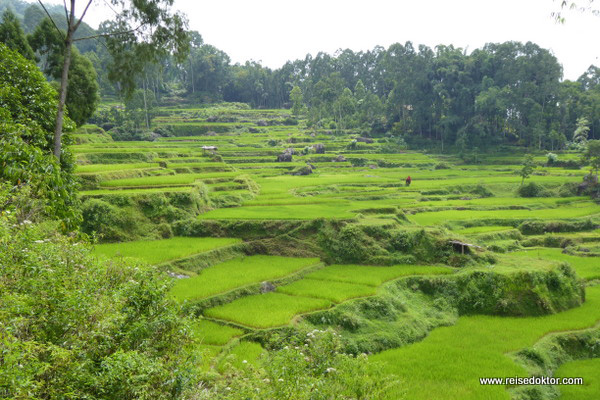 Reisterrassen Tana Toraja