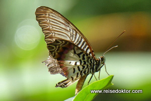 Schmetterling Sulaswesi