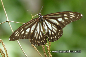 Schmetterling auf Togian Island