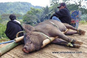 Schwein Sulawesi