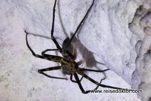 Spinne in Sulawesi