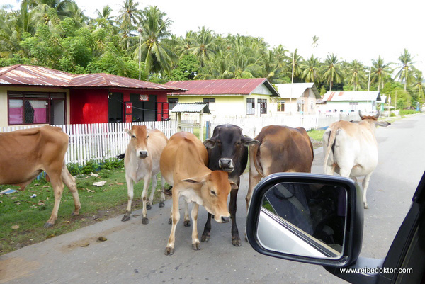 Straßenverkehr auf Sulawesi