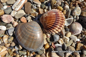 Muscheln am Strand