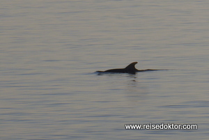 Delfine in Istrien
