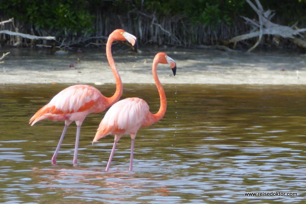 Flamingos in Mexiko