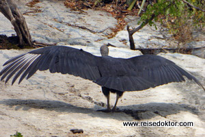 Kormoran in Mexiko