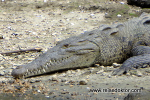 Krokodil in Mexiko