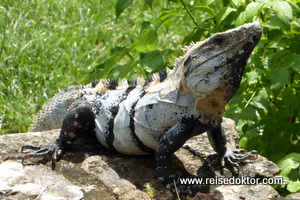 Leguan in Mexiko