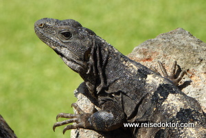 Leguan in Uxmal