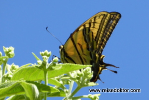 Schmetterling in Mexiko