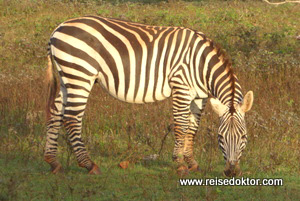 Zebra Cayo Saetia