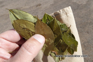 Coca Blätter in Peru