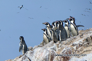 Humboldt Pinguine Peru