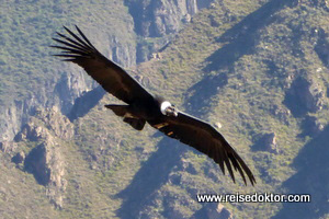 Kondor im Colca Canyon