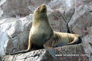 Seelöwe in Peru