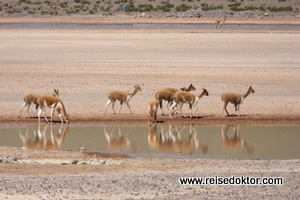 Vikunjas in Peru