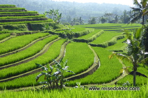 Reisterrassen auf Bali