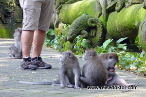 Affenwald Ubud