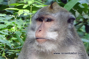 Makaken Ubud