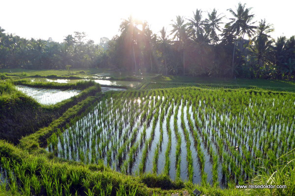 Reisterrassen Ubud