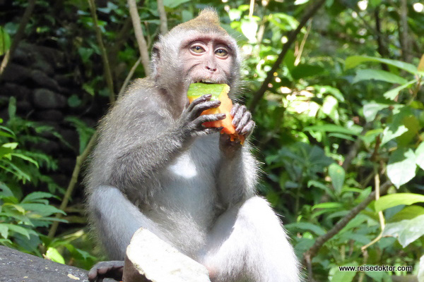 Ubud Monkey Forest