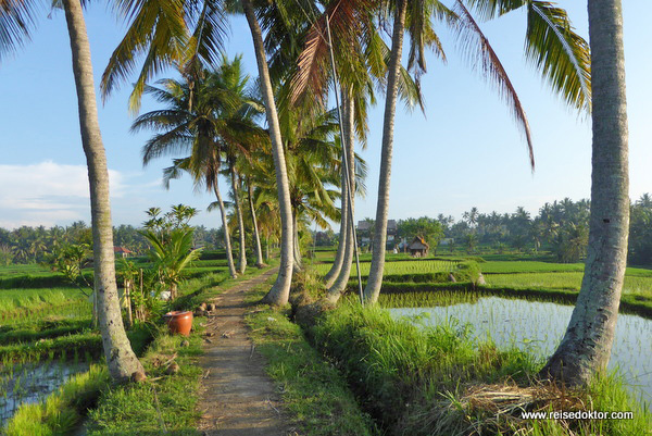 Ubud Spaziergang