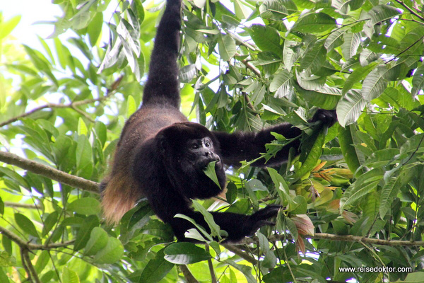 Brüllaffe Costa Rica