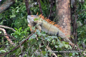 Leguan Costa Rica
