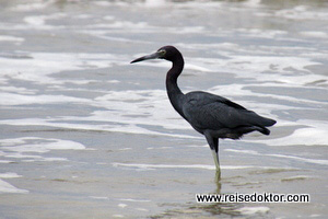 Reiher Costa Rica