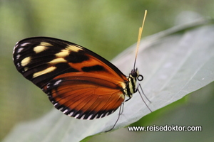 Schmetterling in Costa Rica