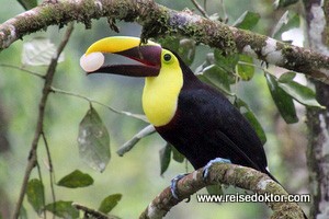 Costa Rica: Vogelbeobachtung am frühen Morgen