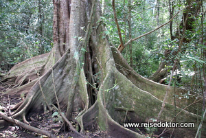 Bäume Costa Rica