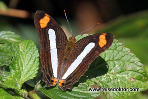 Falter Costa Rica