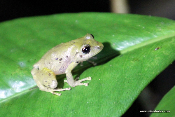 Frosch bei Nacht