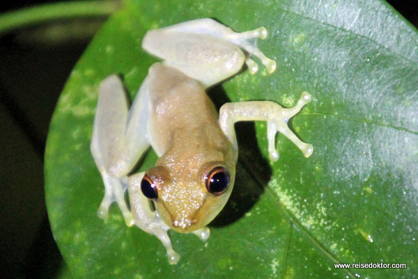 Frosch bei Nacht