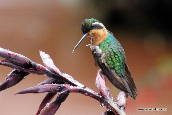 Kolibri Costa Rica