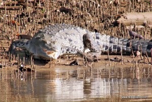 Costa Rica: Mit dem Kajak durch den Mangrovenwald