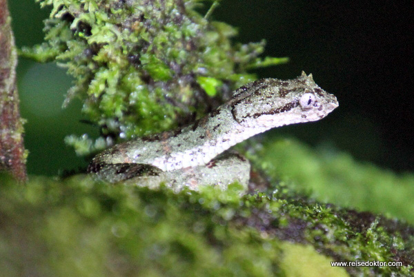 Lanzenotter Costa Rica