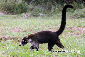 Nasenbär Costa Rica