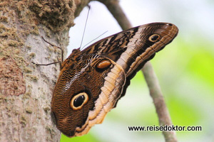 Owl Butterfly