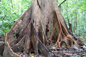 Regenwald Costa Rica