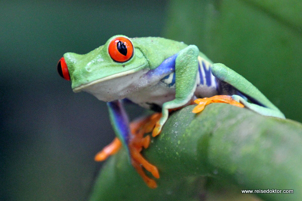 Rotaugenlaubfrosch