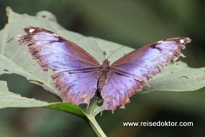 Schmetterling Costa Rica