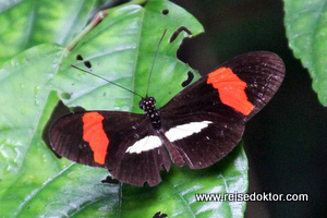 Schmetterling Nicuesa Lodge