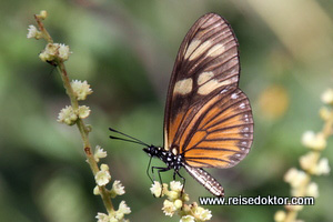 Schmetterling