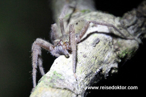 Spinne Costa Rica