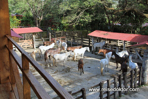 Stall Hacienda Guachipelin