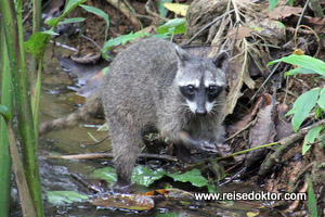 Waschbär Costa Rica